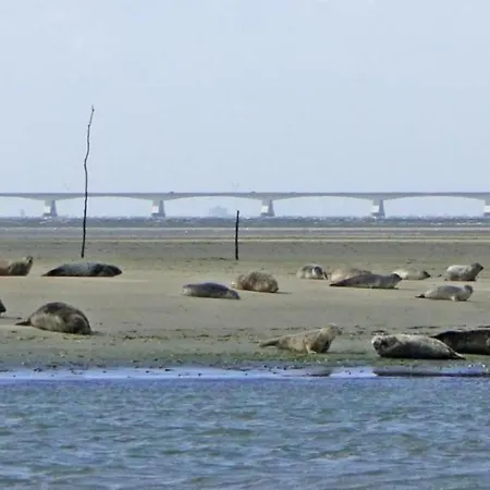 Thuis Op Flakkee * Ooltgensplaat