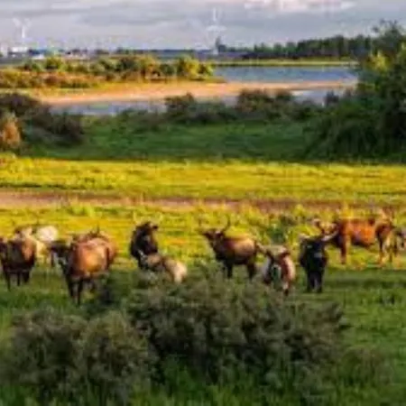 Waterland * Ooltgensplaat