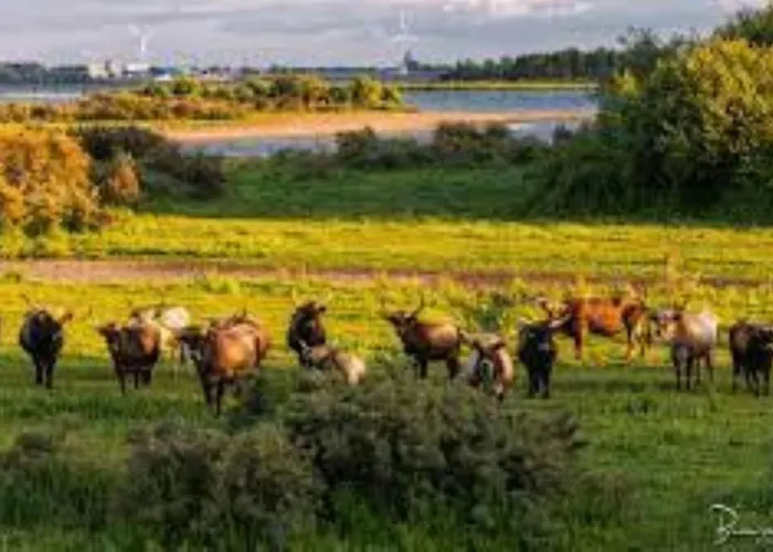 Waterland * Ooltgensplaat